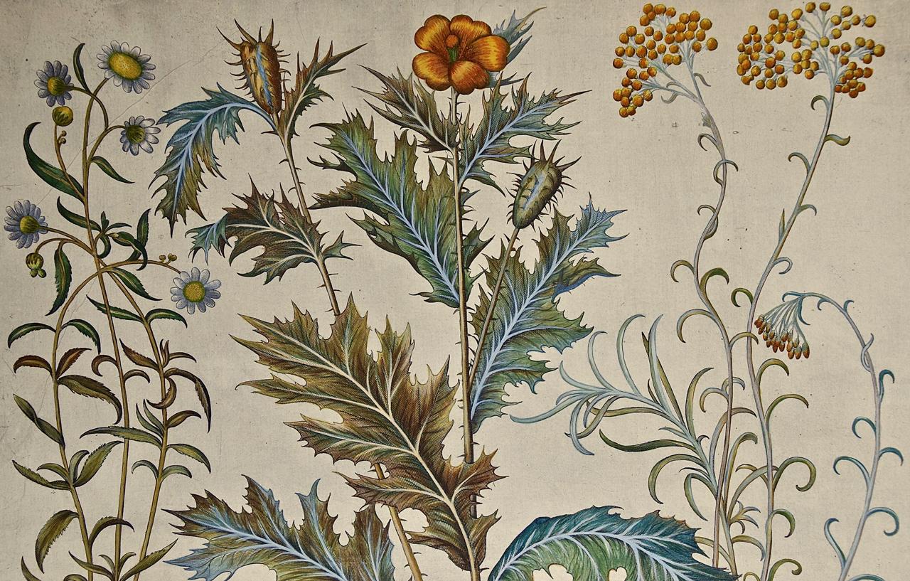 Estornudo, amapola, flor de la paja: grabado botánico Besler del siglo XVII coloreado a mano - Print de Basilius Besler