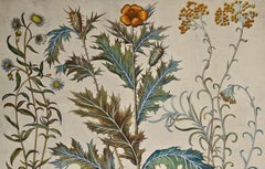 Sneezewort, Mohnblume, Strohblume: 17. Jahrhundert, handkolorierte botanische Gravur von Besler
