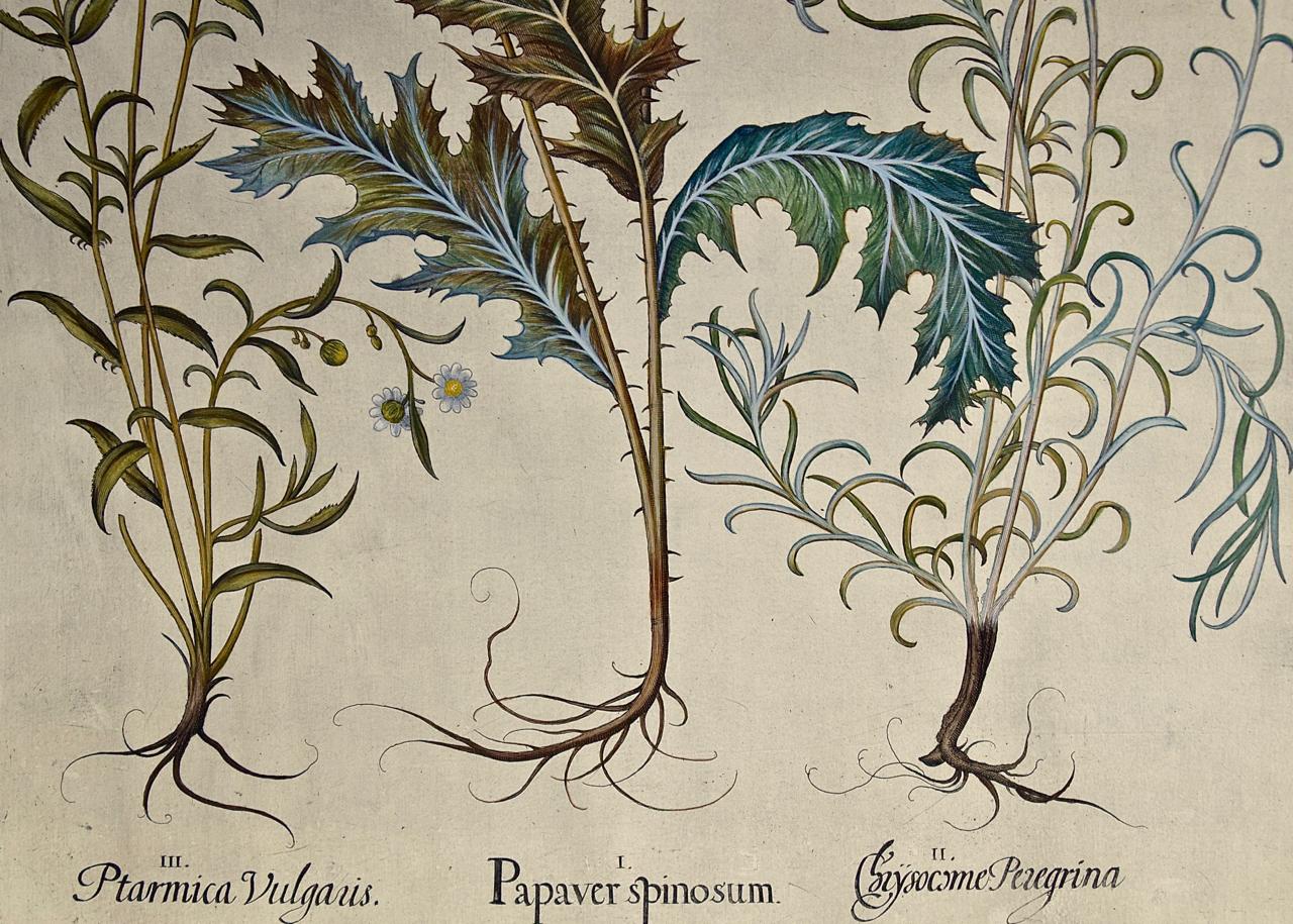 Estornudo, amapola, flor de la paja: grabado botánico Besler del siglo XVII coloreado a mano - Print Académico de Basilius Besler