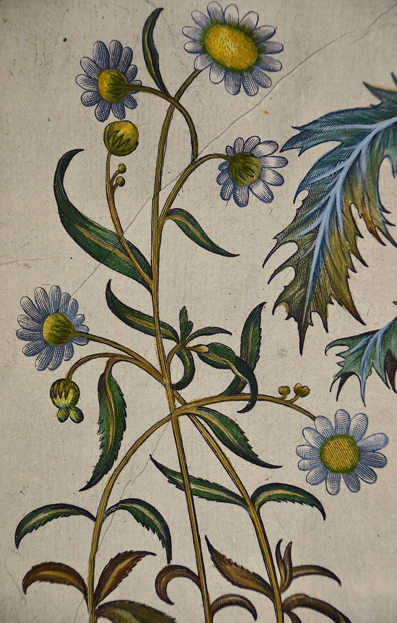 Estornudo, amapola, flor de la paja: grabado botánico Besler del siglo XVII coloreado a mano en venta 1