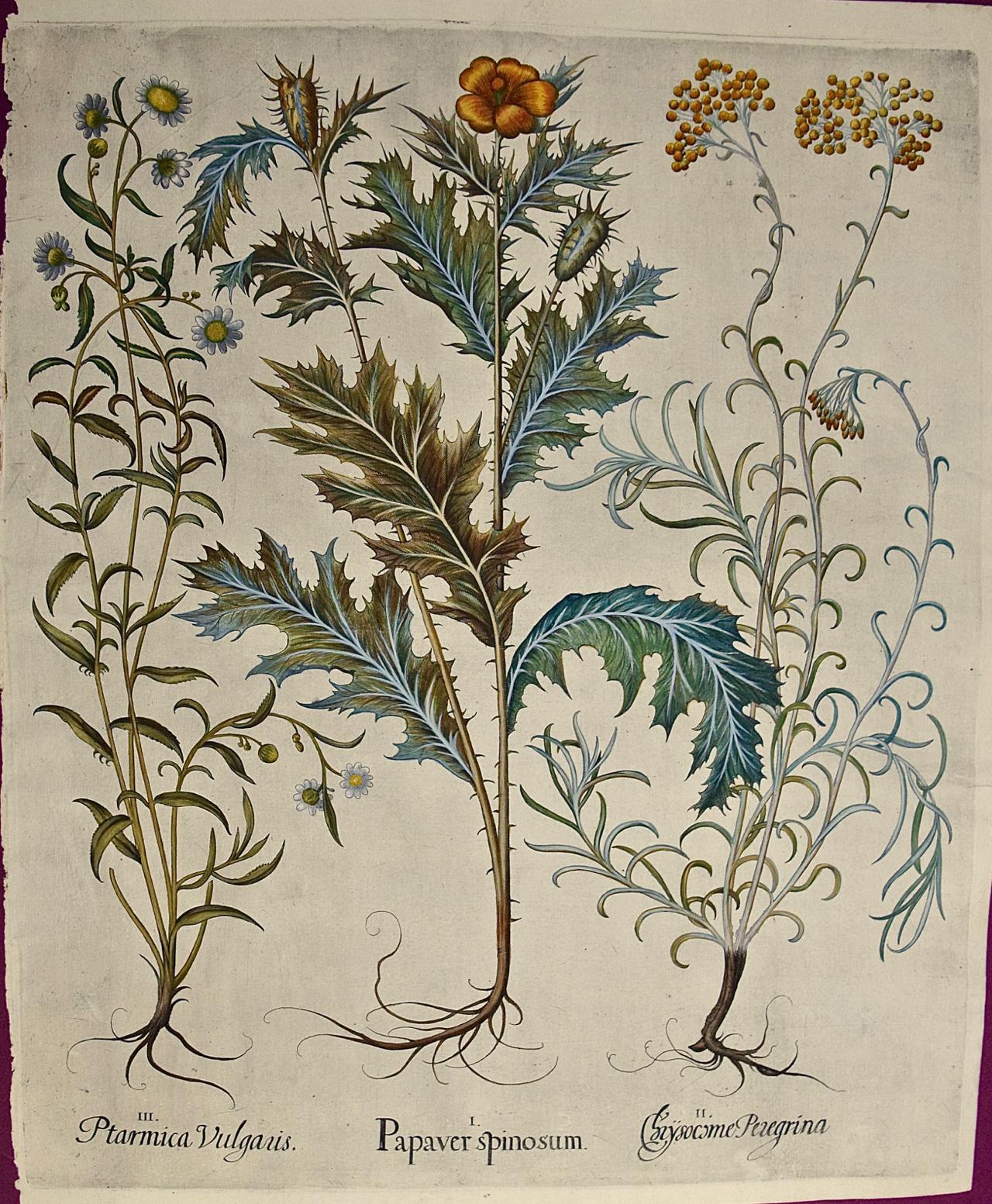 Figurative Print de Basilius Besler - Estornudo, amapola, flor de la paja: grabado botánico Besler del siglo XVII coloreado a mano