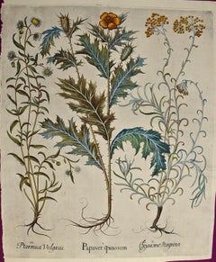 Sneezewort, Poppy, Strawflower: 17th C. Besler Hand-colored Botanical Engraving