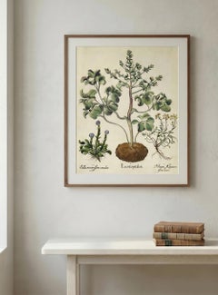 Basilius Besler Botanical Engraving, Hortus Eystettensis, Early 17th Century