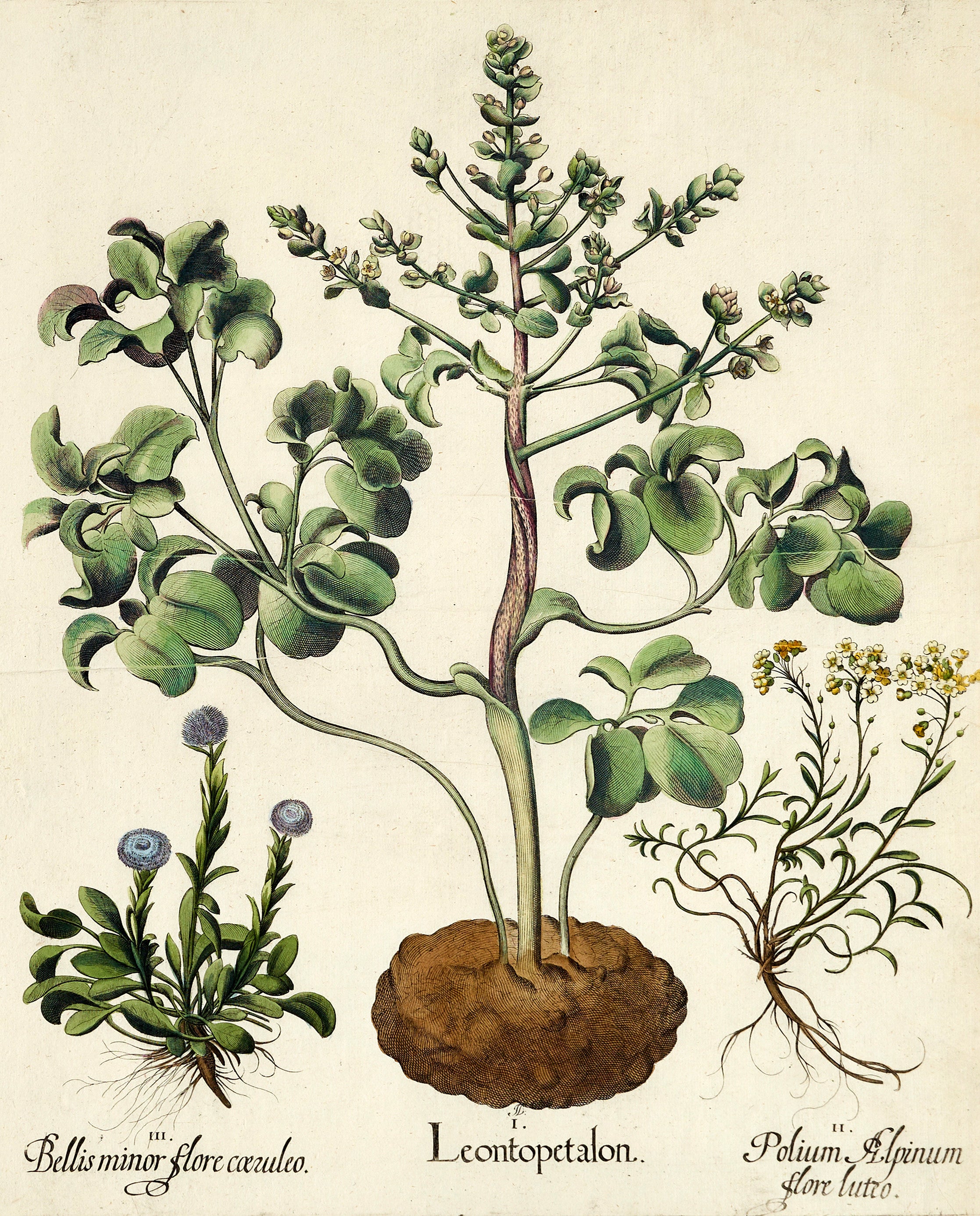 Basilius Besler Botanical Engraving, Hortus Eystettensis, Early 17th Century