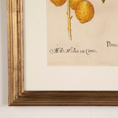 Basilius Besler Citrus Tree