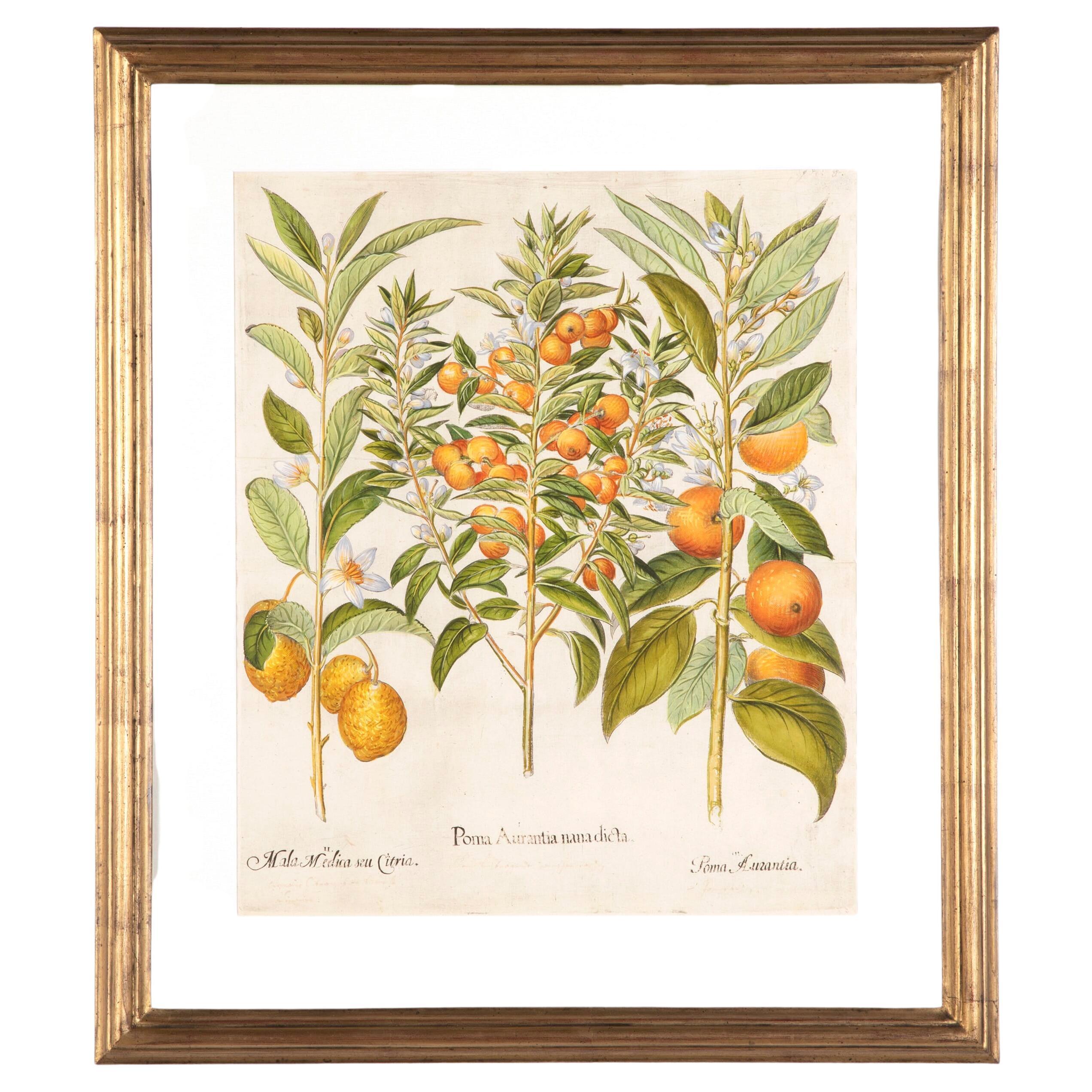 Basilius Besler Citrus Tree