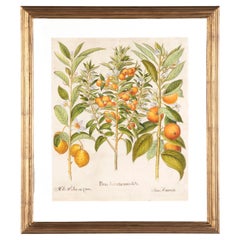 Basilius Besler Citrus Tree