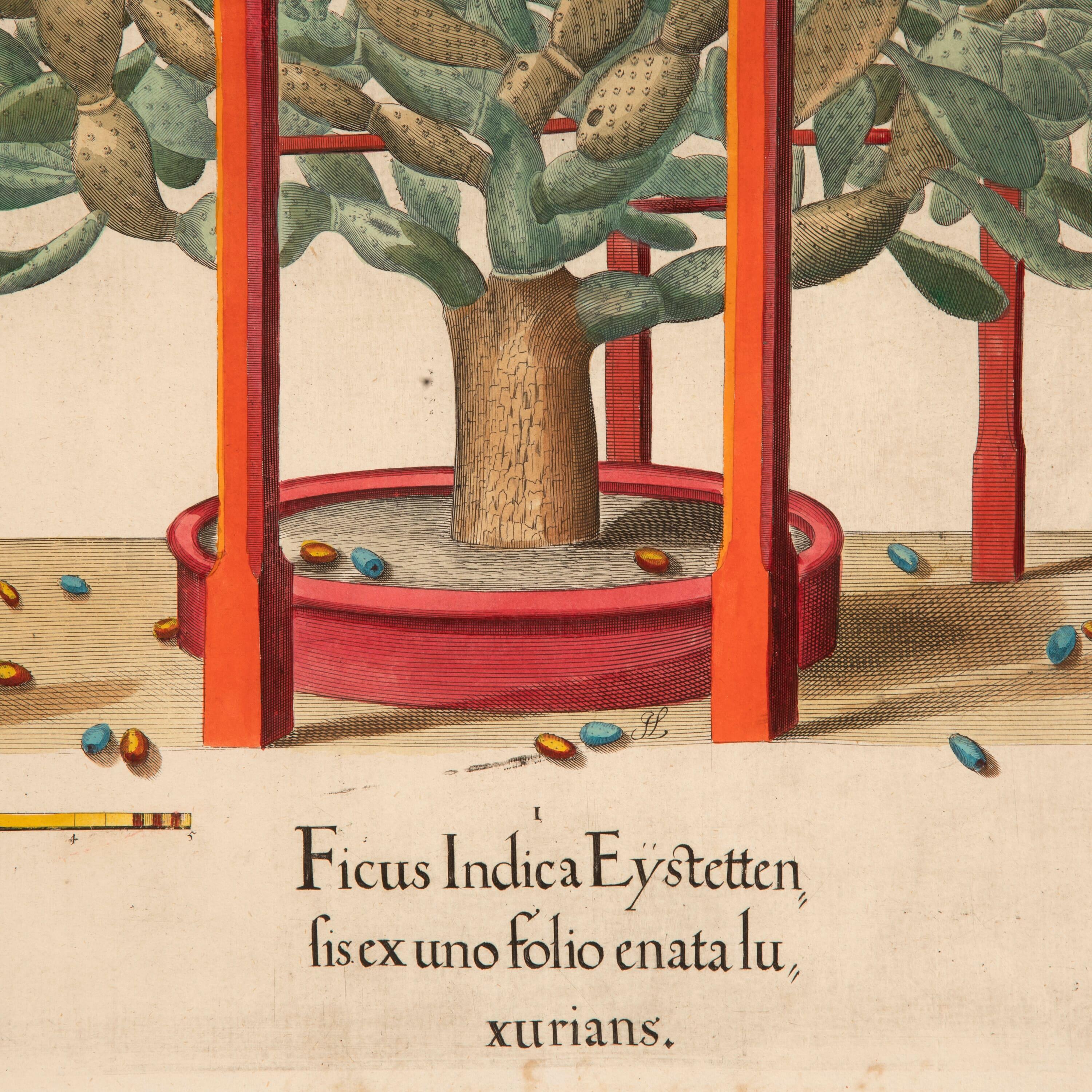Superb original hand coloured engraving of the iconic 'Prickly Pear Tree' by Basilius Besler dating to 1640.

Basilius Besler (1561-1629) was a prominent botanist and apothecarist in Nuremberg. He was tasked with curating the garden of Johann