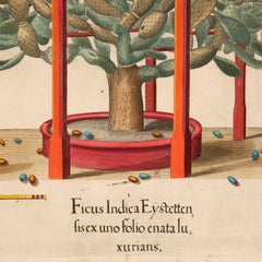 Basilius Besler Ficus Indica 'Prickly Pear Cactus'