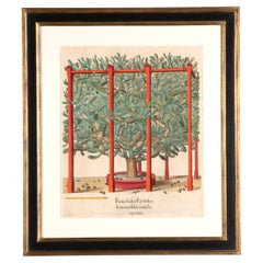 Ficus Indica 'Zweieckiger Birnen-Kactus' von Basilius Besler