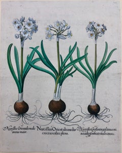 Basilius Besler Engraving Hand Colored