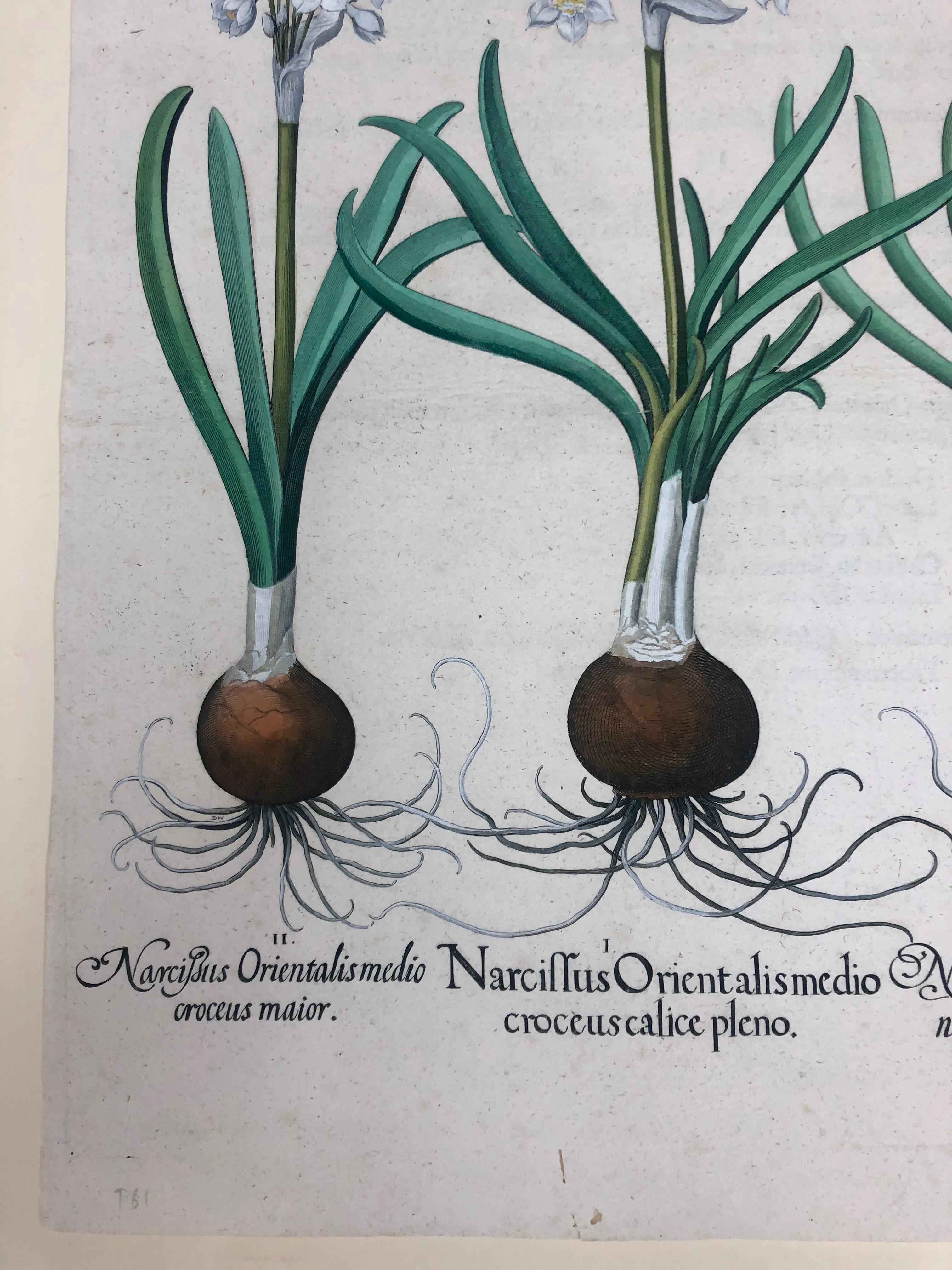 Basilius Besler Narcissus Orientalis Medio Croceus Calice Pleno
Hand colored engraving 21.5