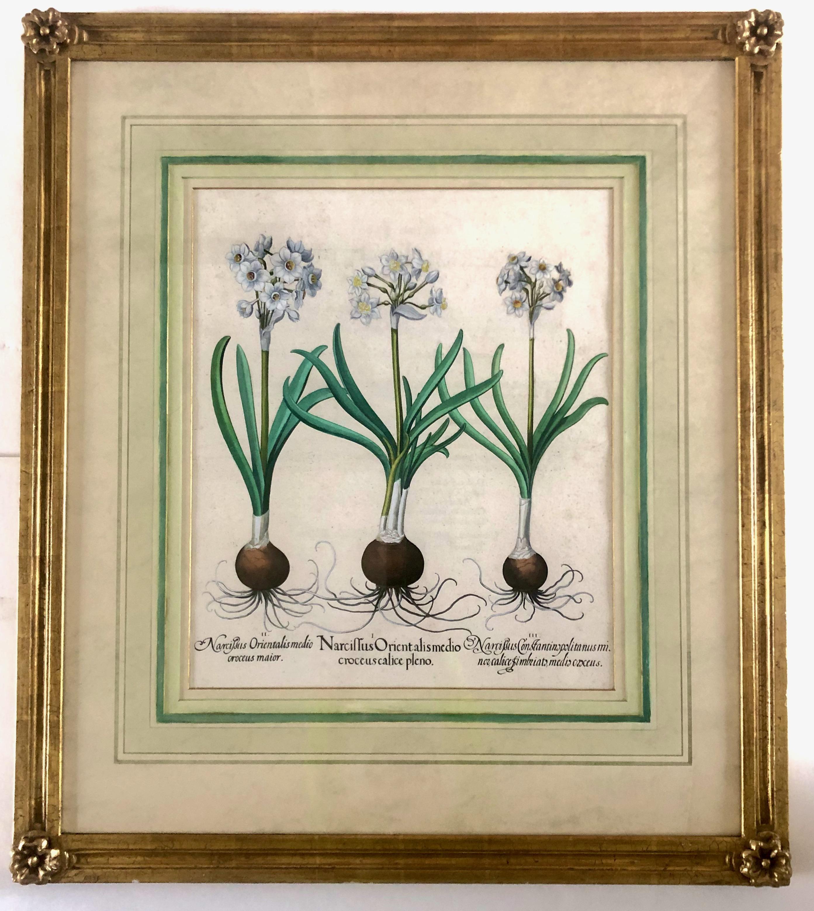 Basilius Besler Narcissus Orientalis Medio Croceus Calice Pleno
Gravure colorée à la main 21.5 "x17.5"
Une belle gravure sur cuivre publiée dans le célèbre grand livre de fleurs, Hortus Eystettensis à Altdorf et Nurnberg, d'abord vers 1613. L'Hortus