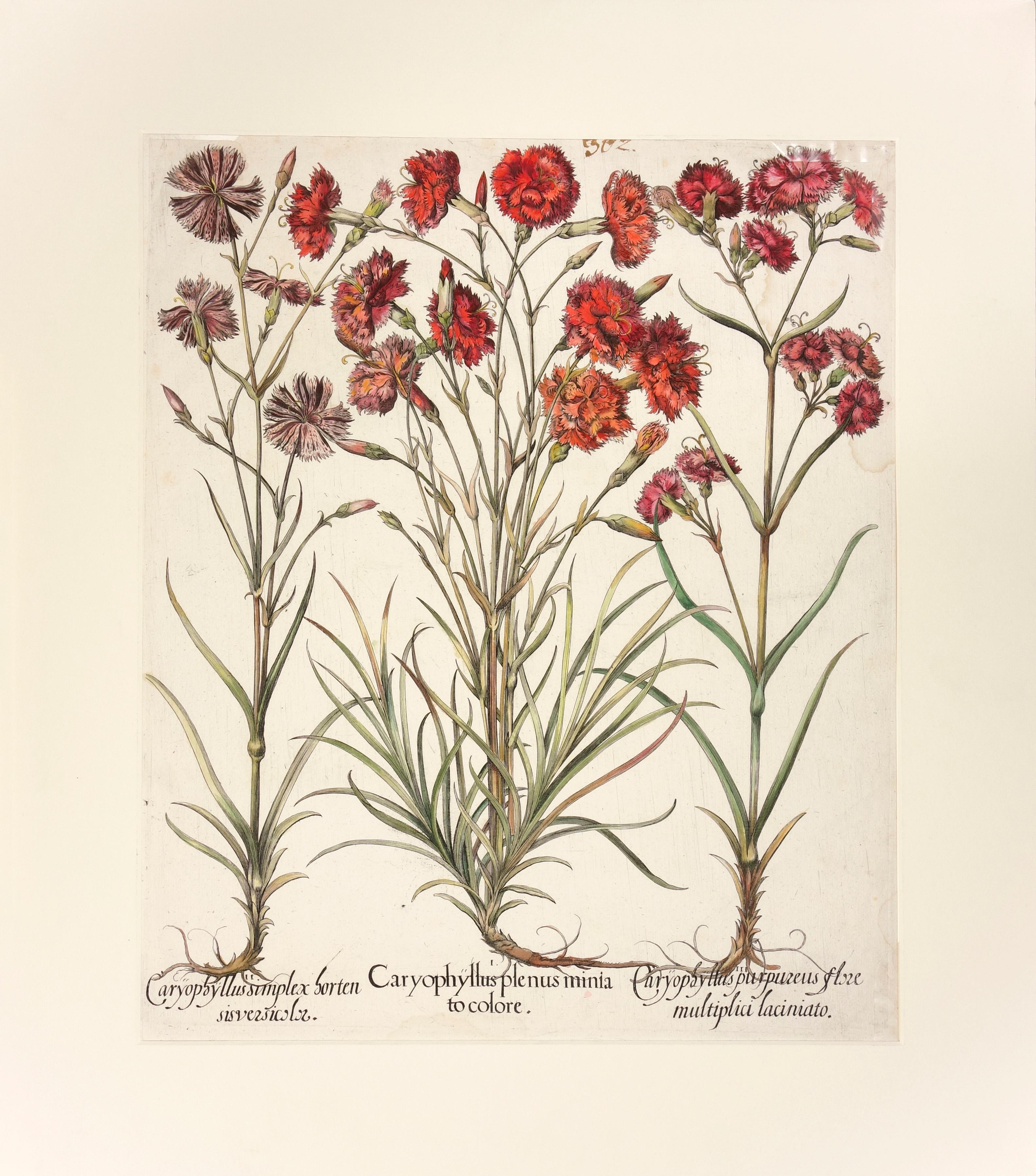 carnation botanical drawing