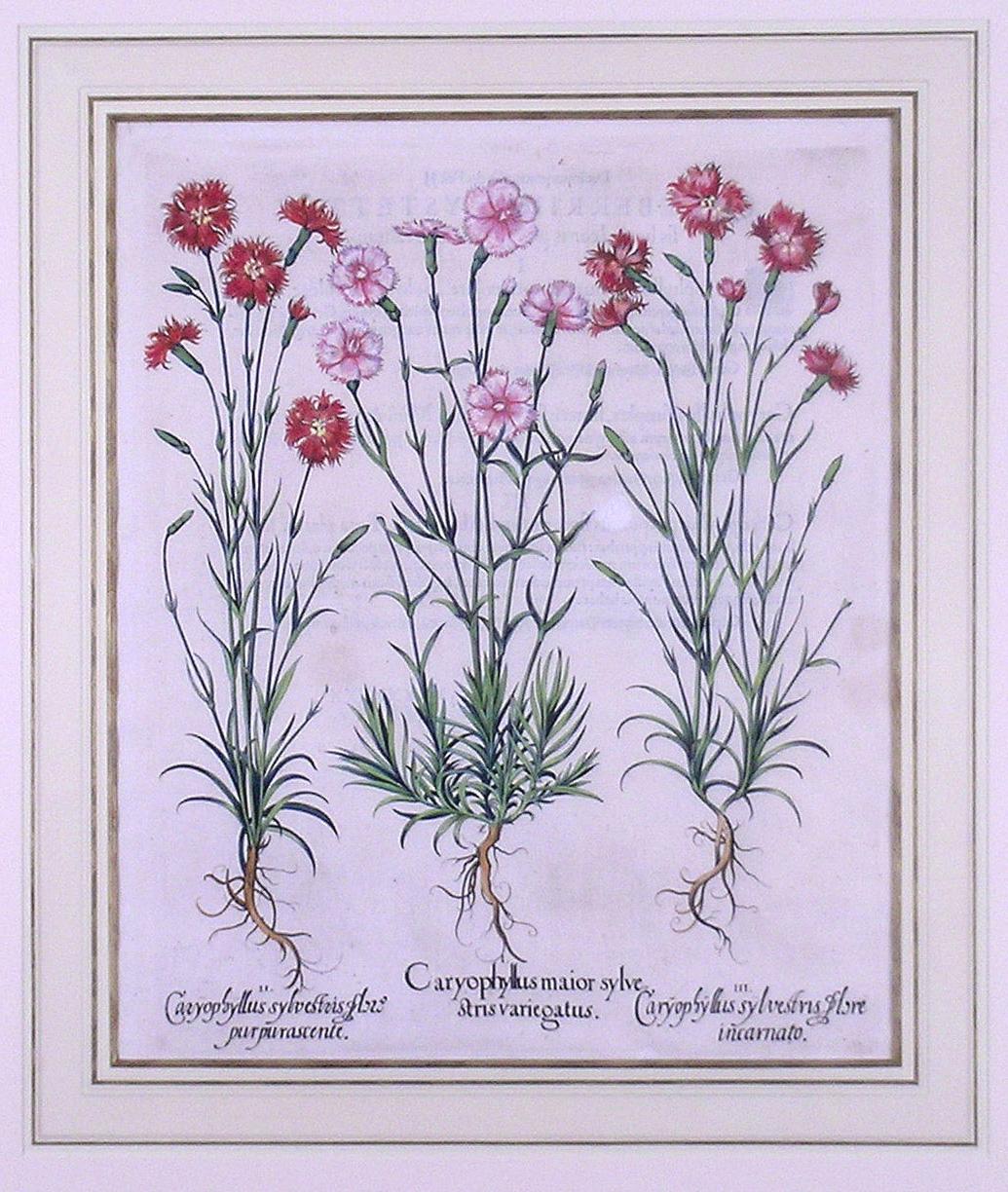Caryophyllus Flore  (Carnations) - Academic Print by Basilius Besler