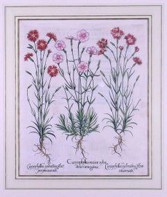 Caryophyllus Flore  (Carnations)