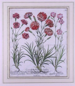 Caryophyllus Major  (Carnations)