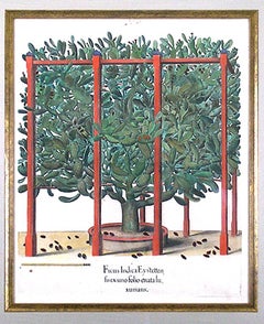 Ficus Indica (Prickly Pear Cactus)
