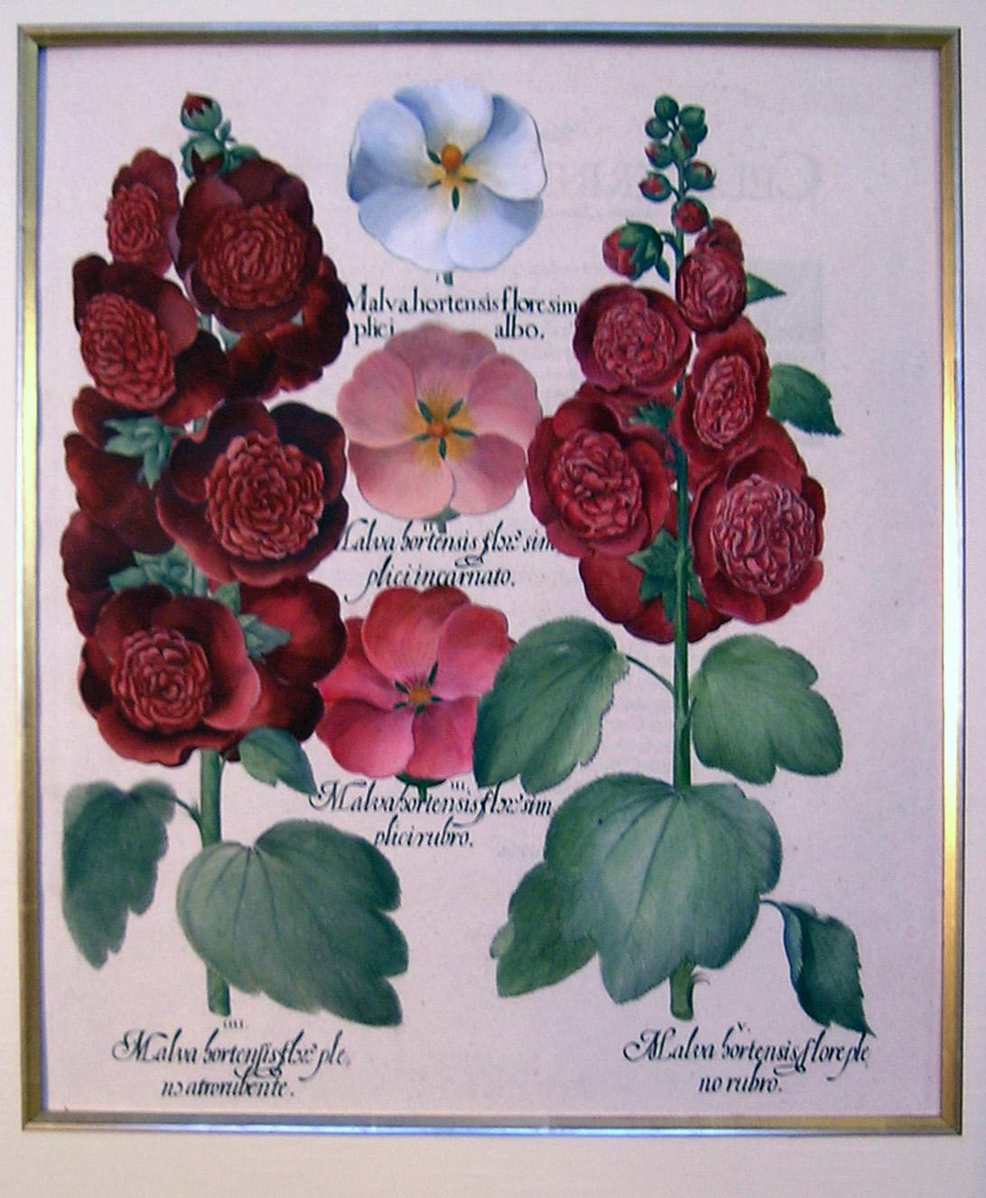 Malva hortensis flore...  (Hollyhock, Mallow) - Academic Print by Basilius Besler