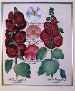 Malva hortensis flore...  (Hollyhock, Mallow)