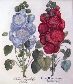 Malva Rosea (Hollyhock, Mallow)