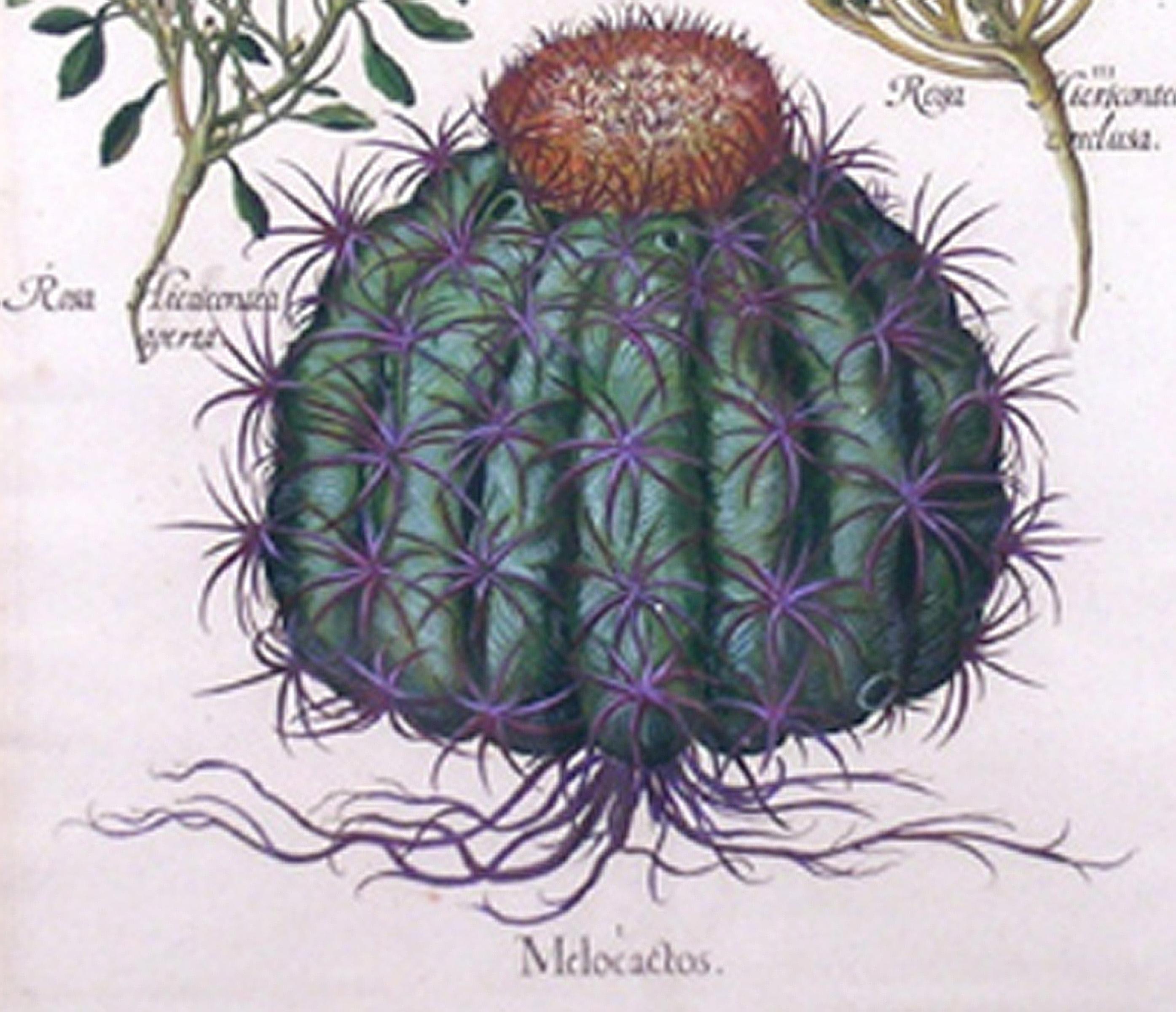 Melocactos Melocactus (Cactus) - Academic Print by Basilius Besler