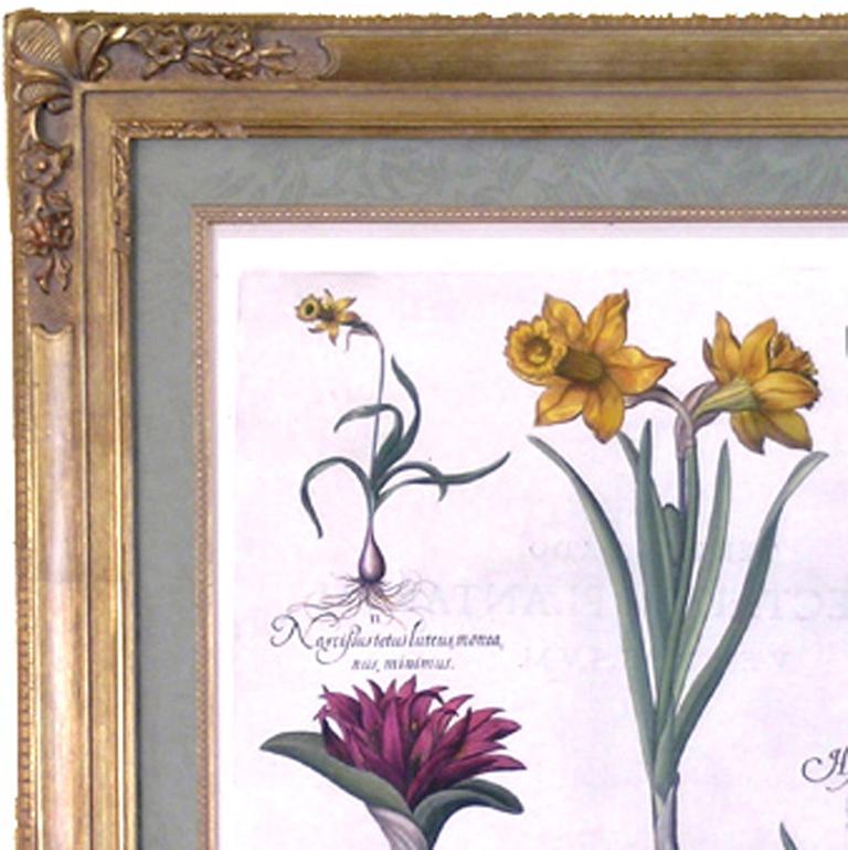 daffodil botanical print