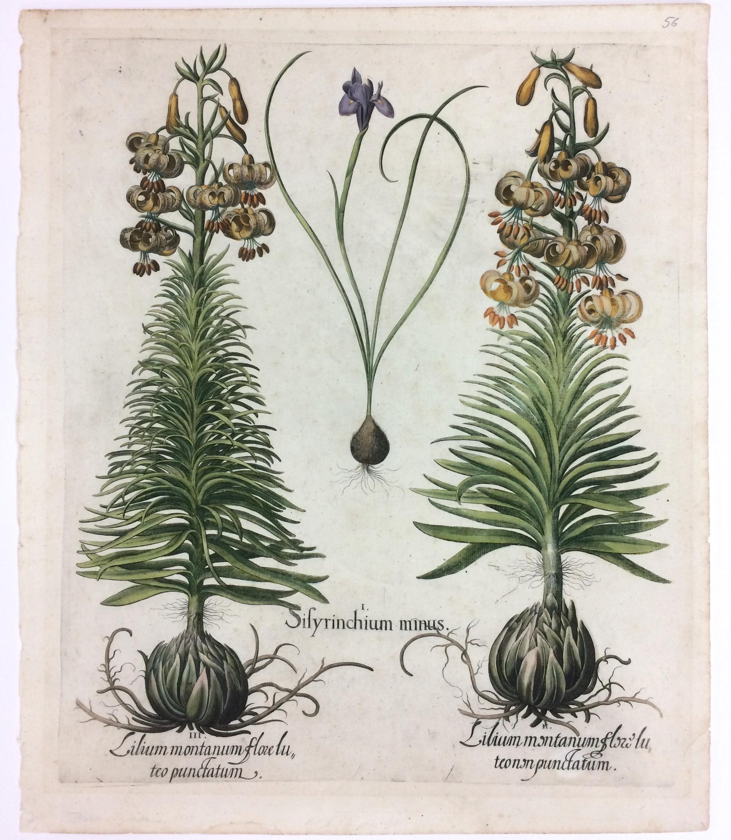 Original Hand colored engraving Botanical Mountain Lily - Print by Basilius Besler