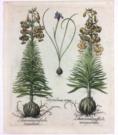 Original Hand colored engraving Botanical Mountain Lily