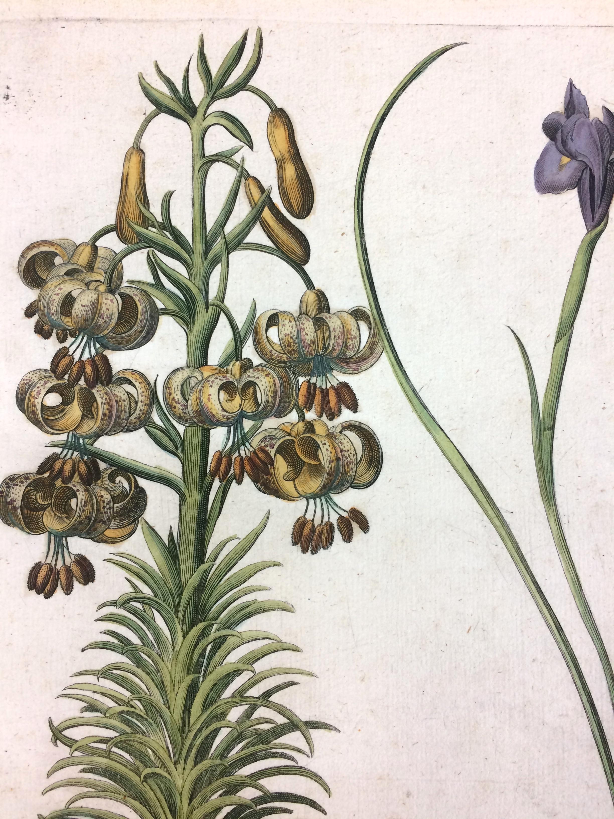 Original Hand colored engraving Botanical Mountain Lily - Baroque Print by Basilius Besler