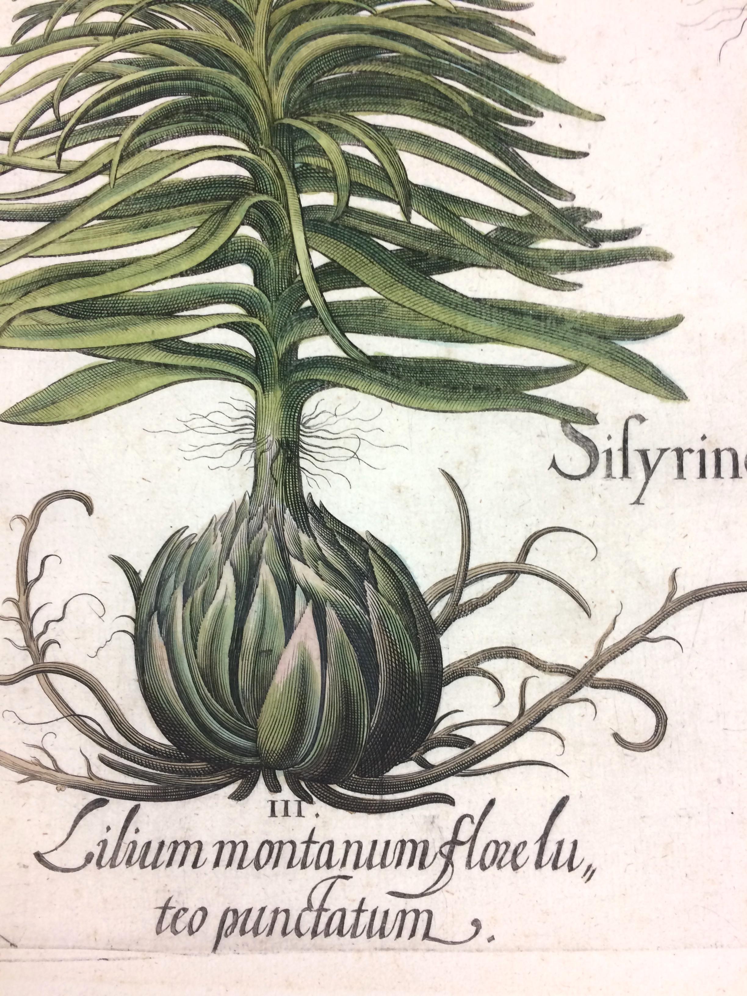 Original Hand colored engraving Botanical Mountain Lily.
Basilius Besler (1561–1629) was a respected Nuremberg apothecary and botanist, best known for his monumental Hortus Eystettensis. He was the curator of the garden of Johann Konrad