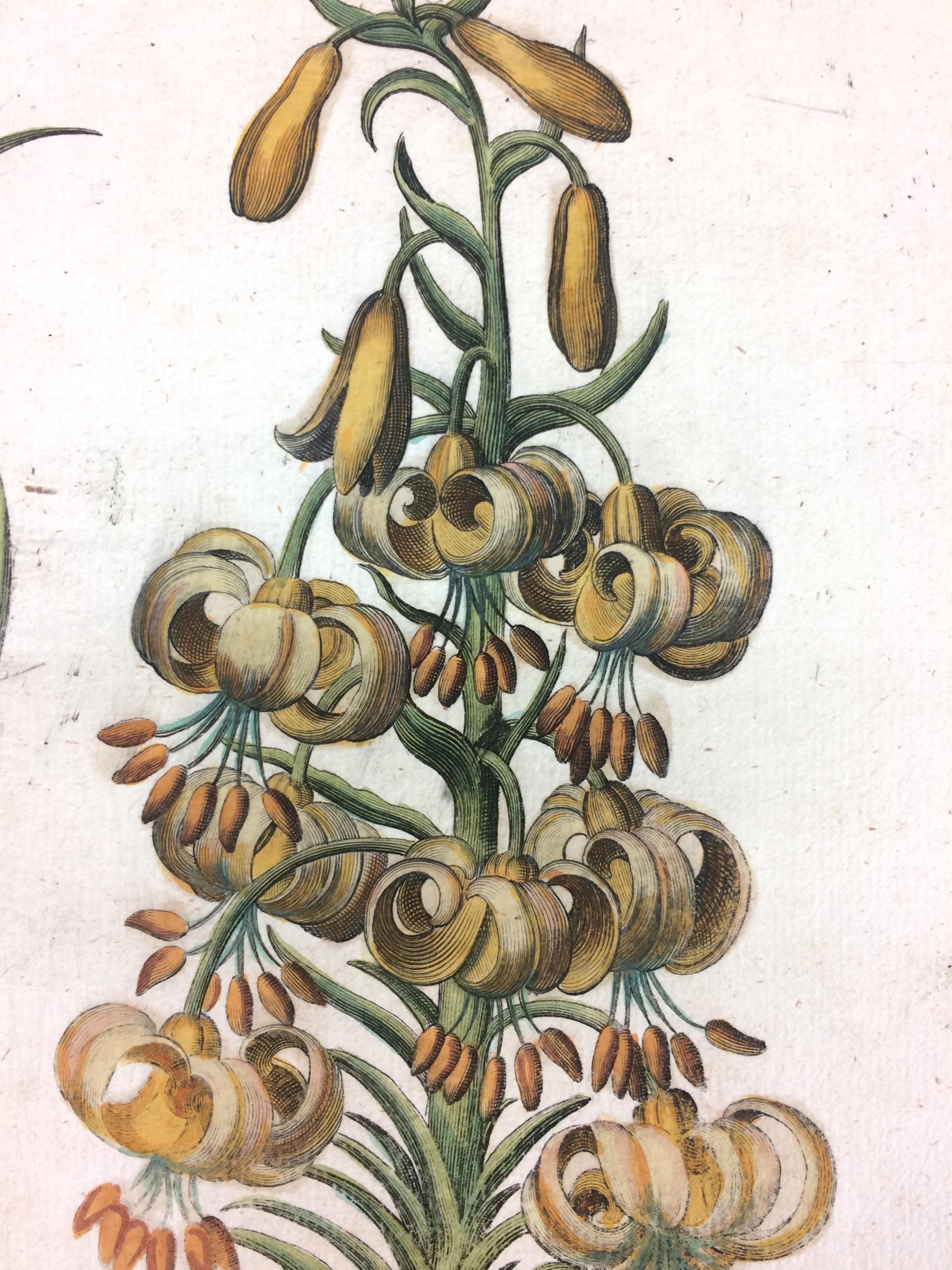 Original Hand colored engraving Botanical Mountain Lily 2