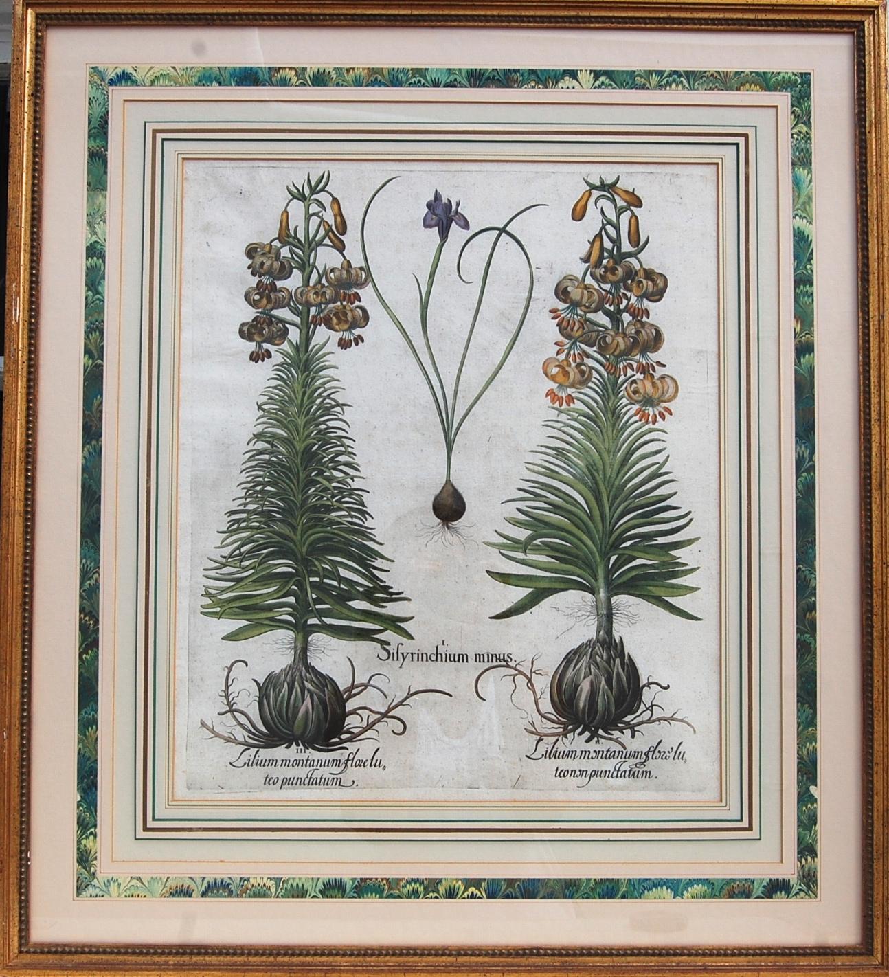 Basilius Besler Still-Life Print - Original Hand colored engraving Botanical Mountain Lily