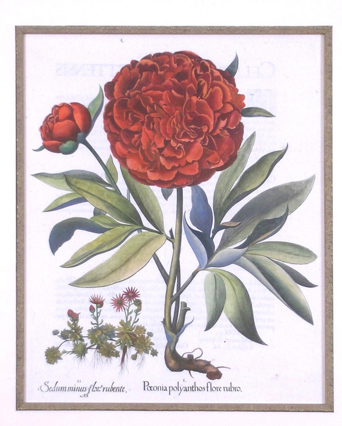 Paeonia polyanthos flore rubro.  Peony - Academic Print by Basilius Besler