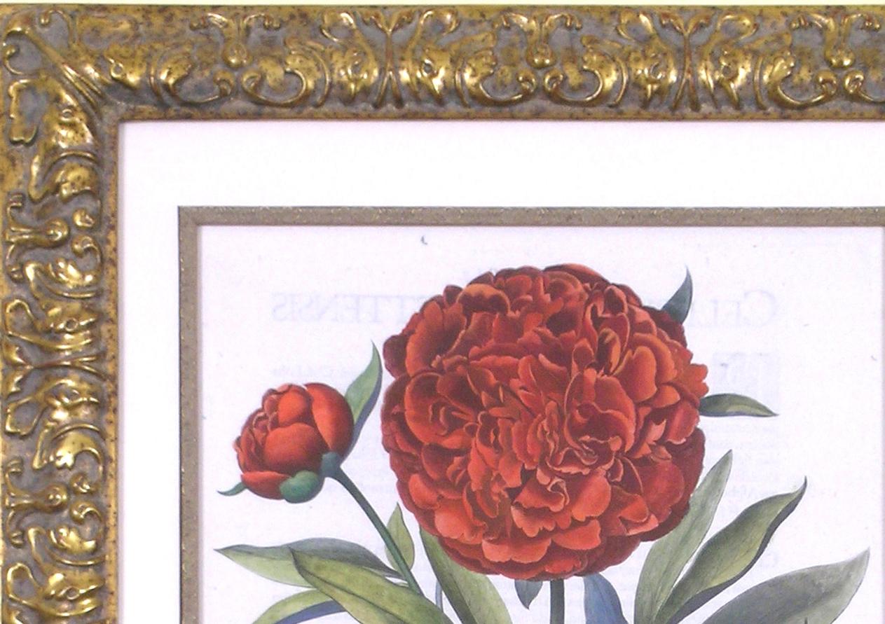 Paeonia polyanthos flore rubro.  Pfingstrose (Akademisch), Print, von Basilius Besler