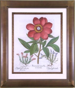 Antique Paeonia polyanthos maior flore  (Peony)