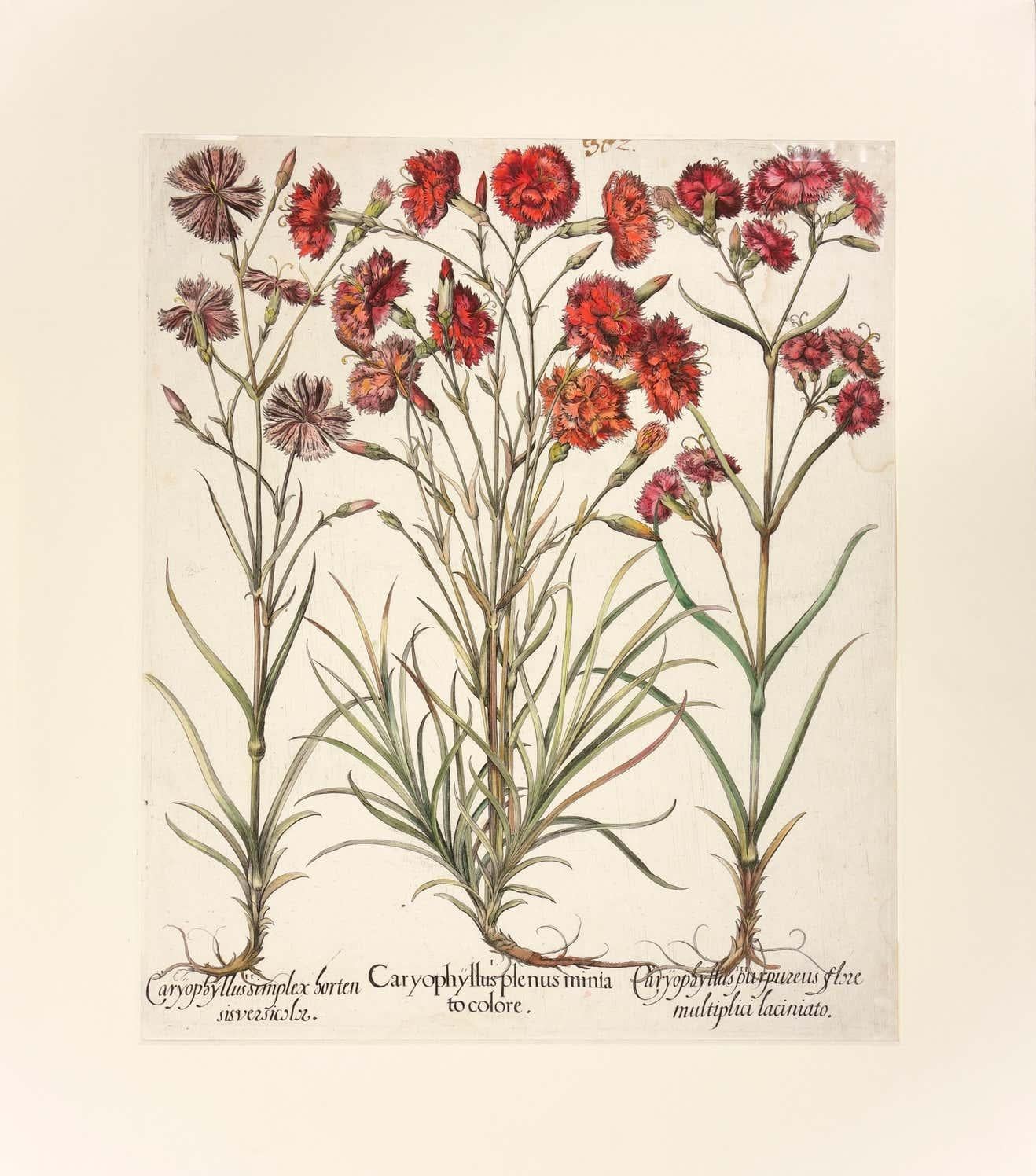 horizontal botanical prints