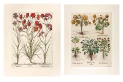 Two Basilius Besler Prints from Phyllis Lucas Curated Groupings