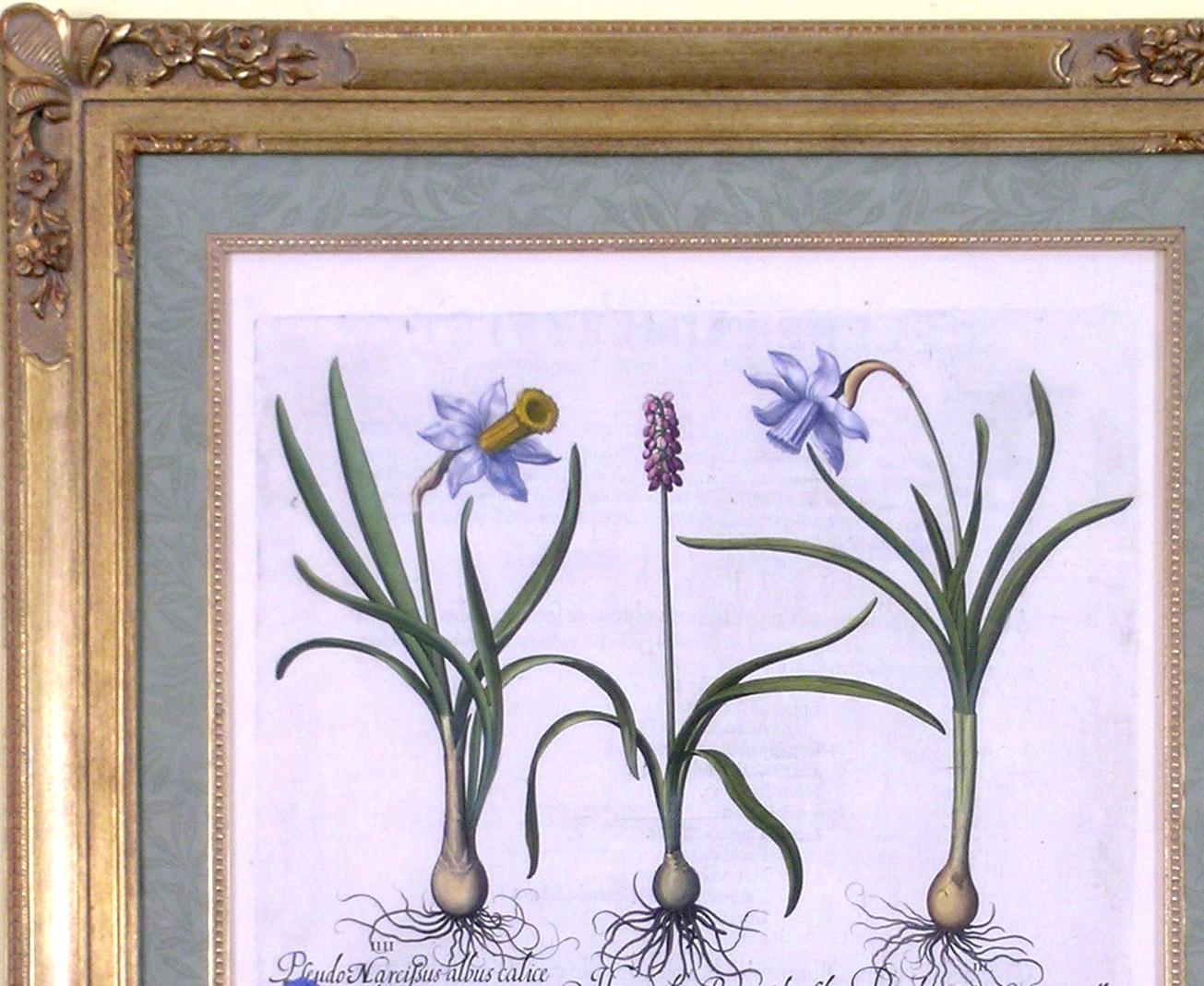 Pseudo Narcissus (Daffodil, coupes à beurre) - Académique Print par Basilius Besler