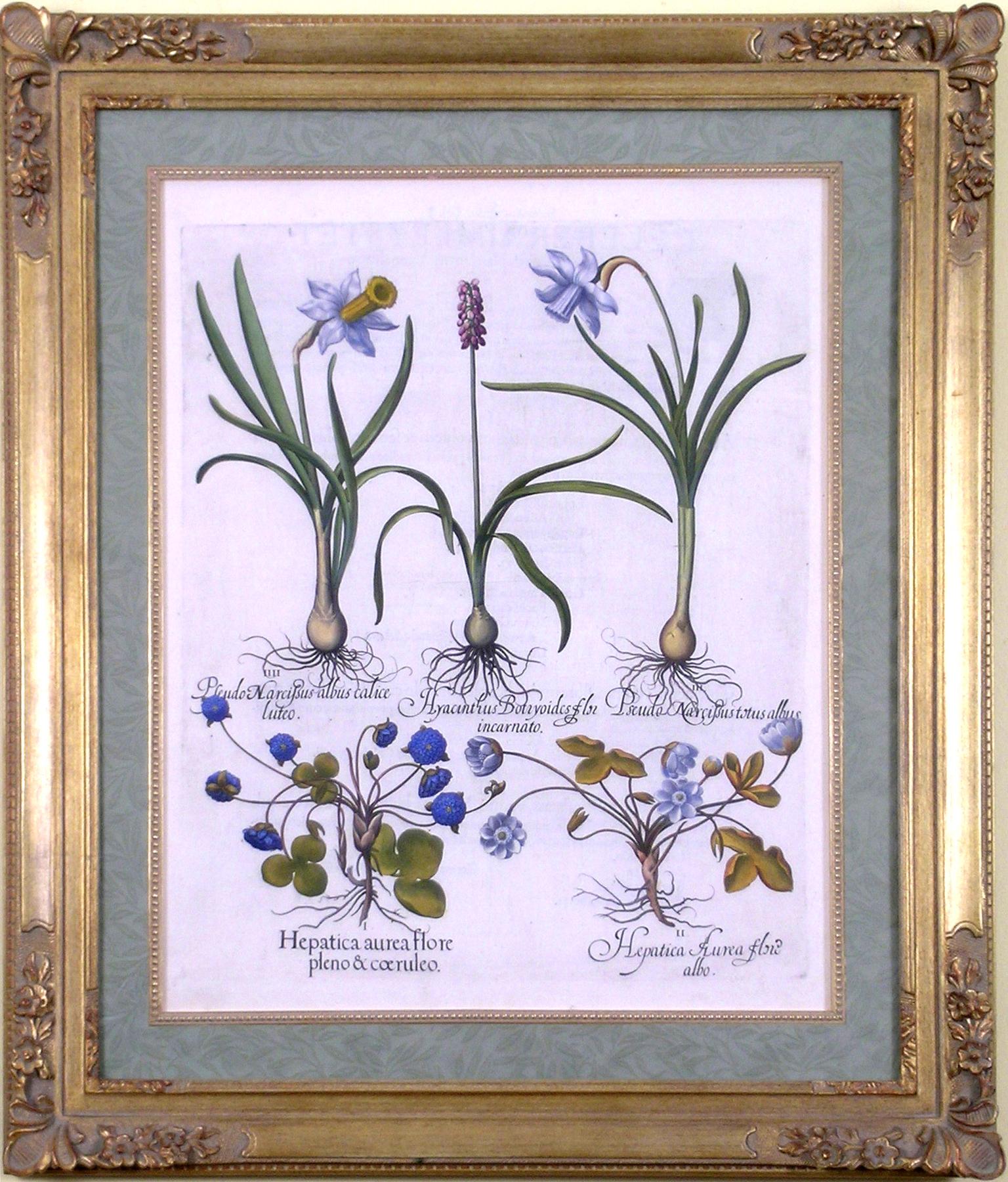 Pseudo Narcissus (Daffodil, Buttercups) - Print by Basilius Besler