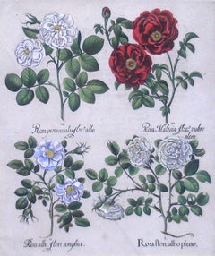 Rosa (Roses)
