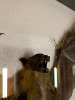 Bat in Display Case, Taxidermy