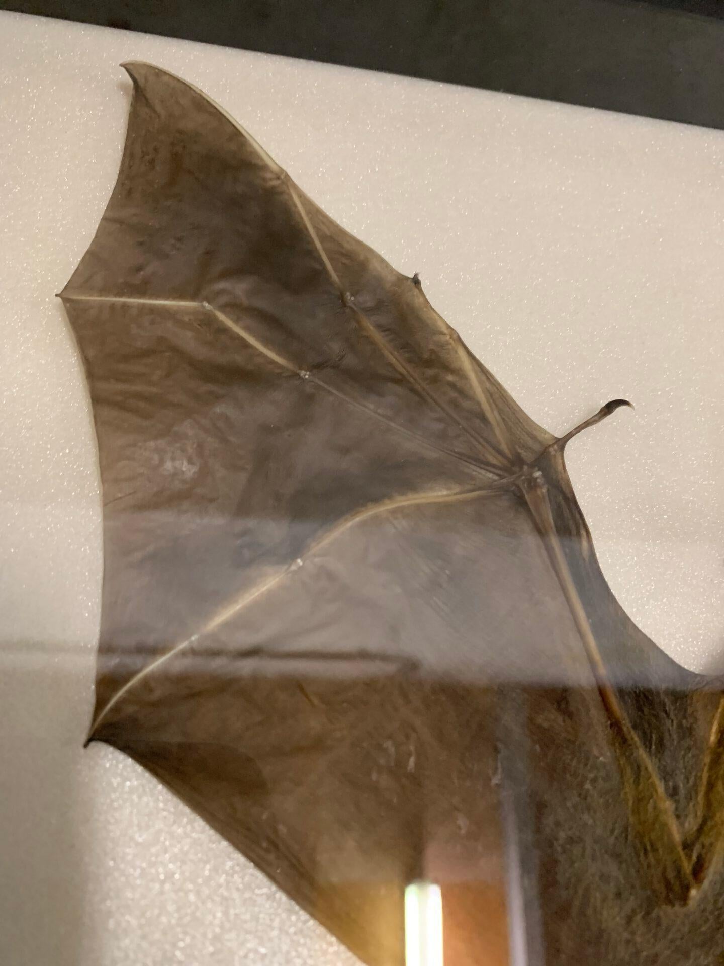 vampire bat taxidermy