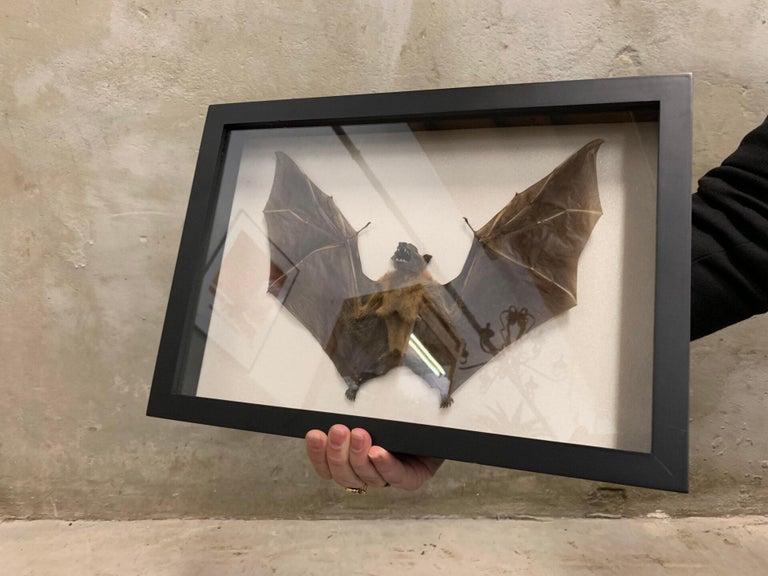 Bat in Display Case, Taxidermy at 1stDibs