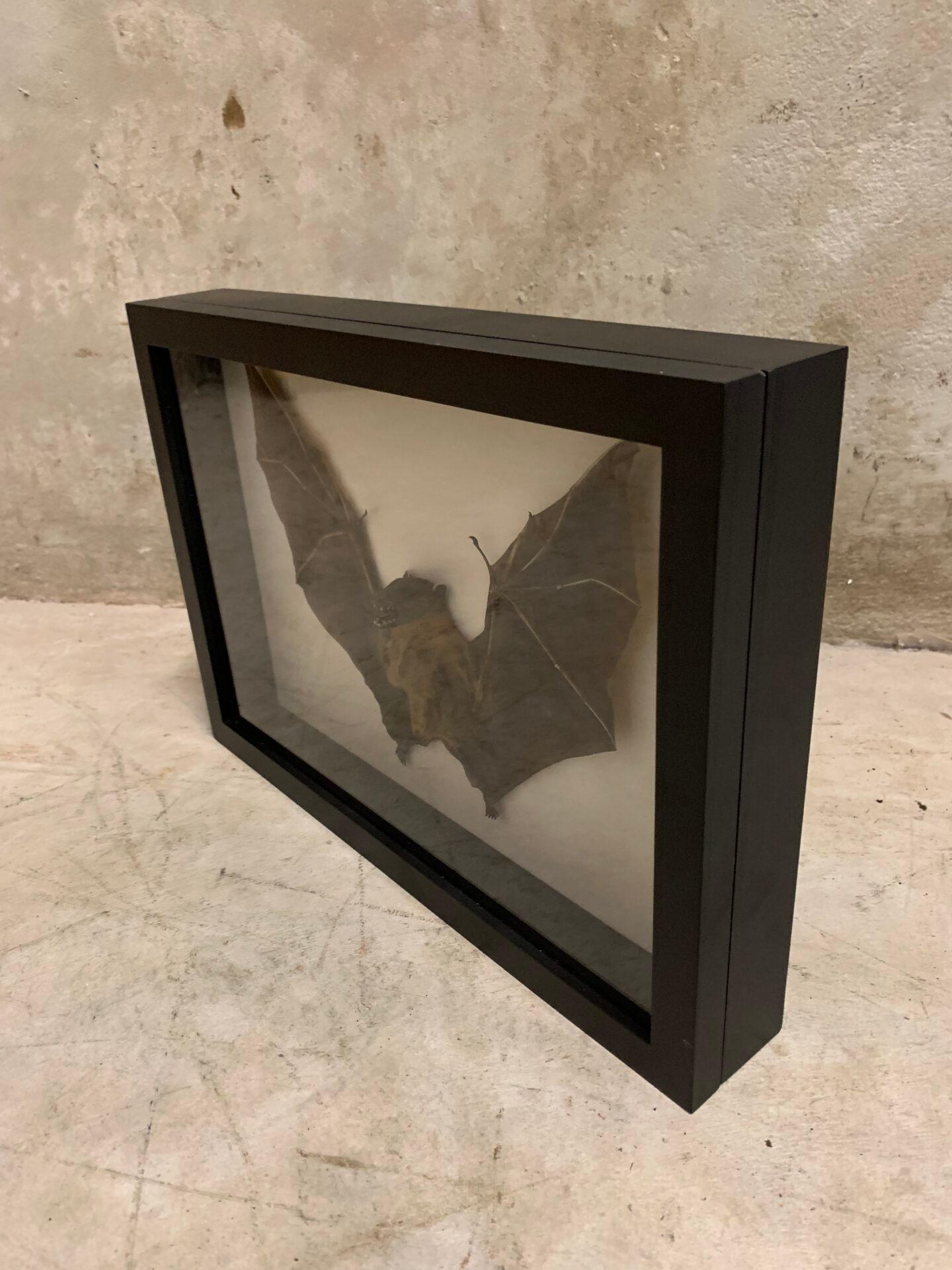 taxidermy vampire bat