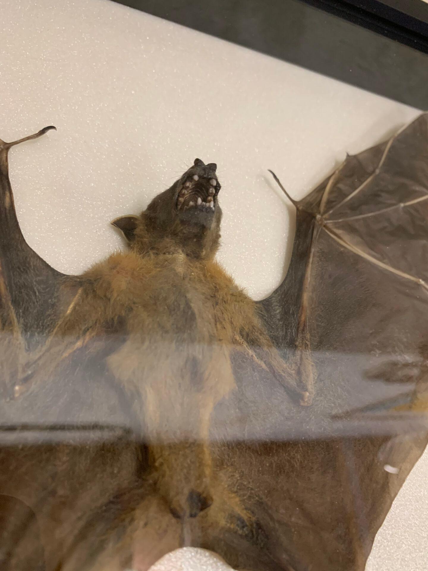 Other Bat in Display Case, Taxidermy