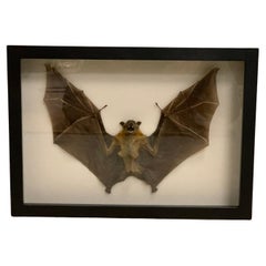 Bat in Display Case, Taxidermy