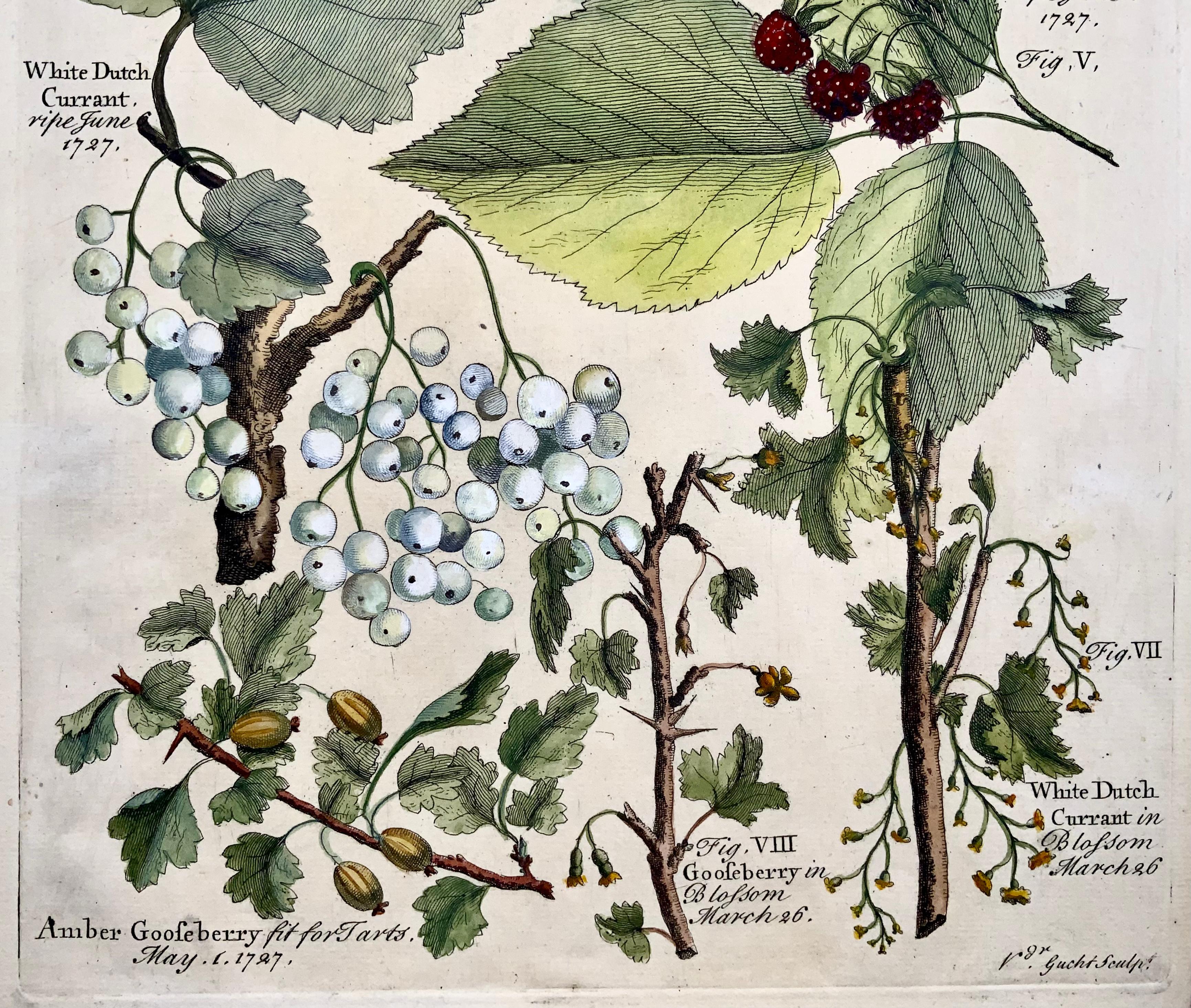 Rococo Batty Langley, Large folio, Pomona: Fruit Gooseberries Raspberry