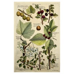 Antique Batty Langley, Large folio, Pomona: Fruit Gooseberries Raspberry
