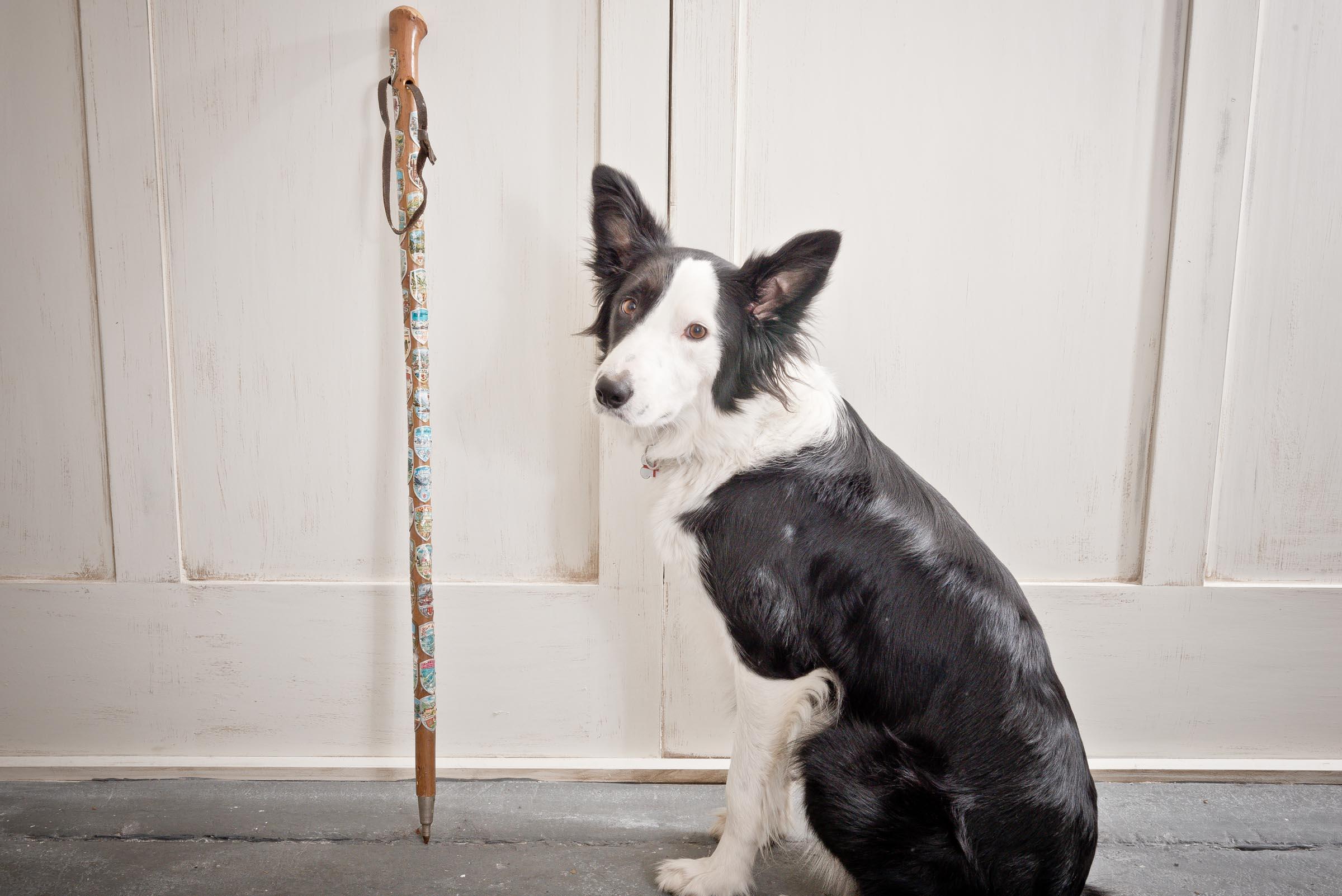 Bavarian Badges Walking Stick 4